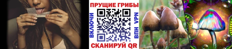 Псилоцибиновые грибы прущие грибы  Дагестанские Огни 