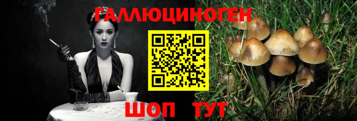 Галлюциногенные грибы Cubensis Дагестанские Огни